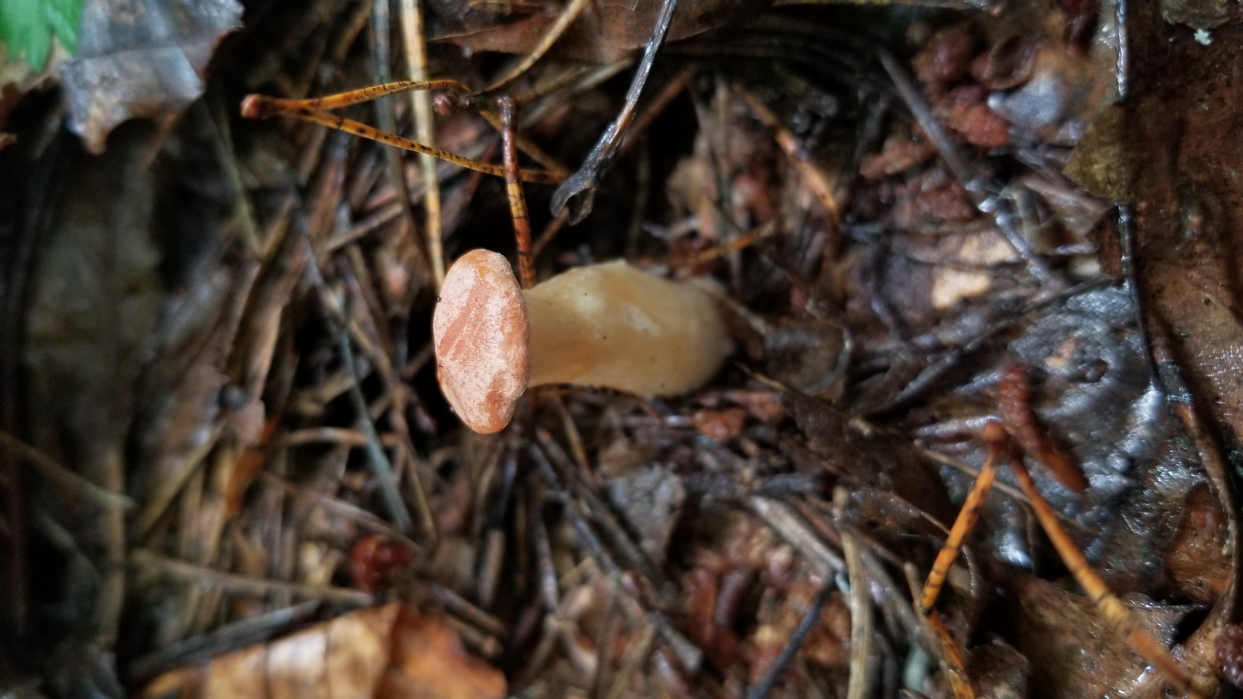 A small mushroom growing amongst pines.